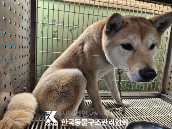 종료(반환) 믹스견…